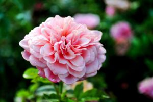 一目惚れは高校の同じクラス！どうすればいいの？