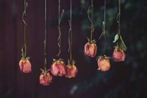 ドライフラワー　脈なし　一目惚れ