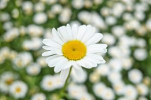 一目惚れされる女性の特徴　画像