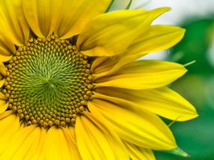 医者　一目惚れ　アプローチ　方法　画像