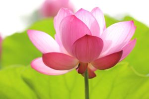 一目惚れ相手とのＬＩＮＥの話題！【してみたいこと編】アプローチにつなげよう！