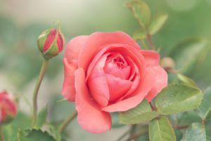 バラの花言葉は本数によって意味が違うの？１本から１,００１本までを解説！