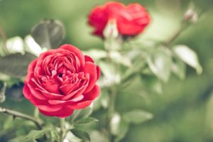 一目惚れされたらどうすればいい?【相手が私の好みではなかった場合】