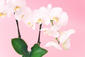 一目惚れ　男性　心理　視線　画像