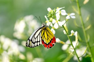 一目惚れしたら占いしないと損する５つの理由【運命の人編】