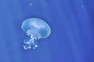 一目惚れ相手の気持ちを占いで探るメリット・デメリット