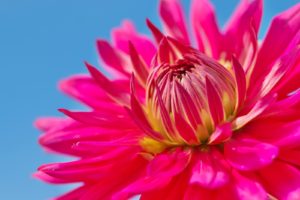 元カノと飼っていた彼の猫に嫉妬！知らんきゃ損する６つ対処法！【保存版】