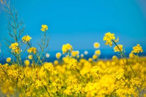 親が彼氏を認めないから駆け落ちする？メリットとデメリットをまとめてみた！