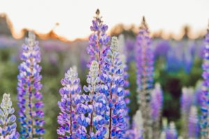 一目惚れの告白のタイミングはいつ？オススメの方法は？