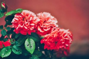 ファミレスに来たお客さんに一目惚れ！4つのアプローチ方法