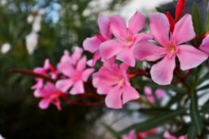 一目惚れしたら彼女がいる男性！どうすればいい？５つの魅惑な対処法まとめ！