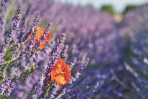 ファミレスで他のお客さんに一目惚れ！５つのアプローチ方法をまとめてみた！