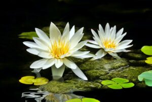 仕事先でお客さんに一目惚れした時の対処法【５つのマインド】